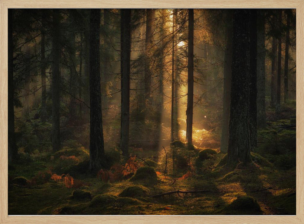Das Licht im Wald | Poster