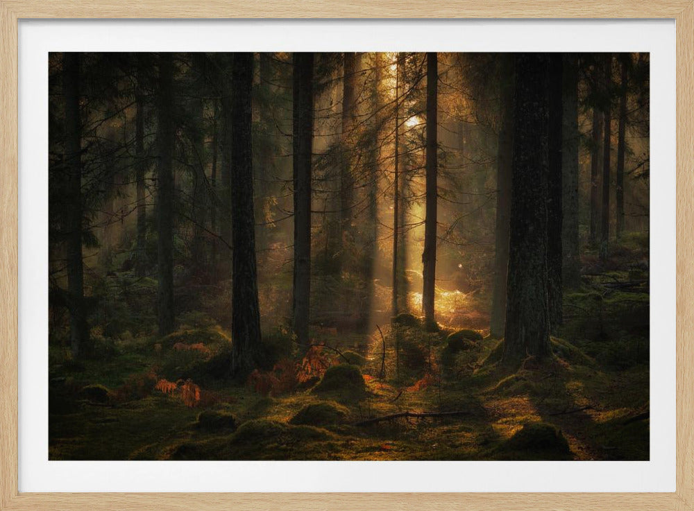 Das Licht im Wald | Poster