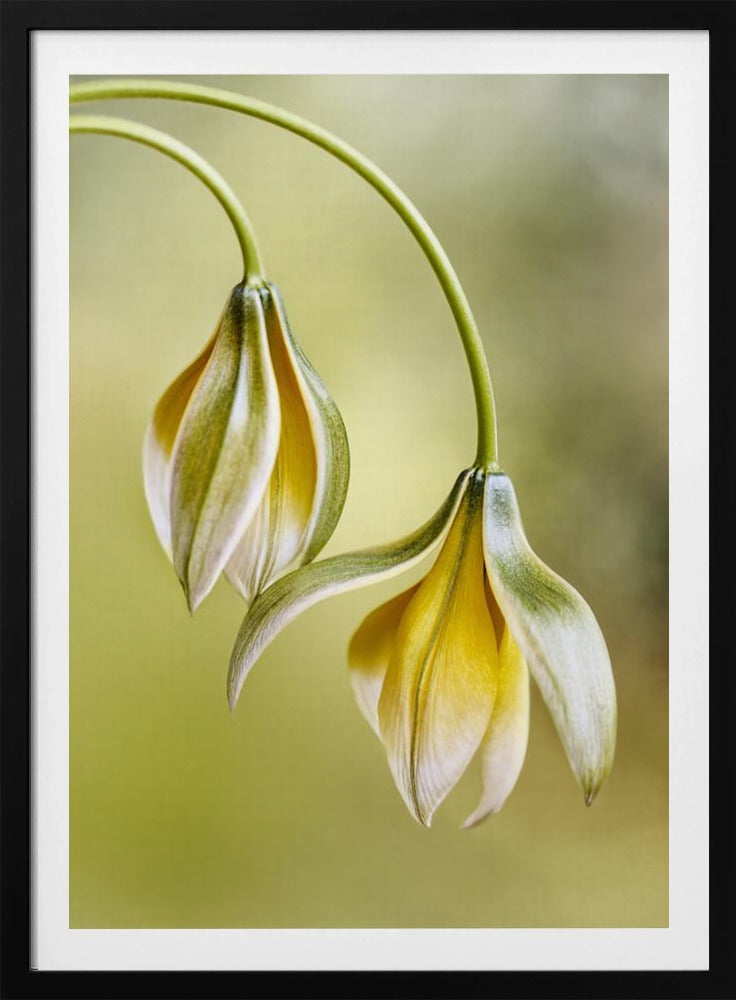 Tulipa | Poster