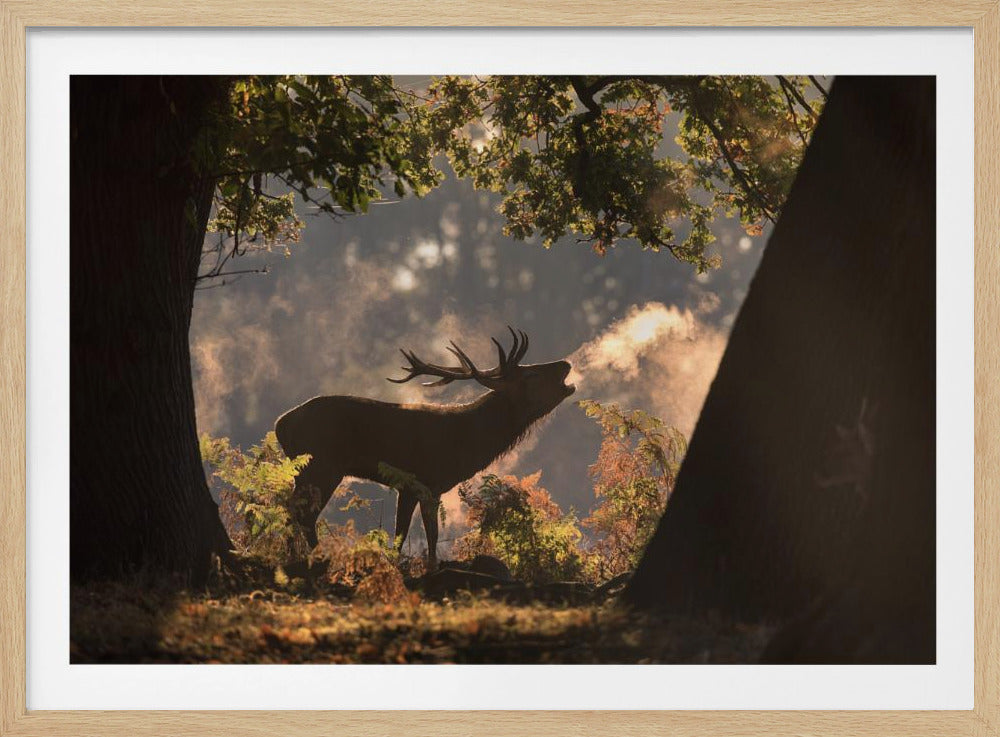 Er wartet im Schatten | Poster