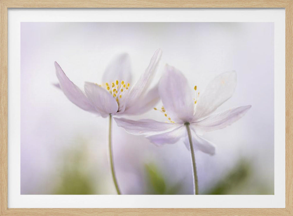 ~Nemorosa~ | Poster