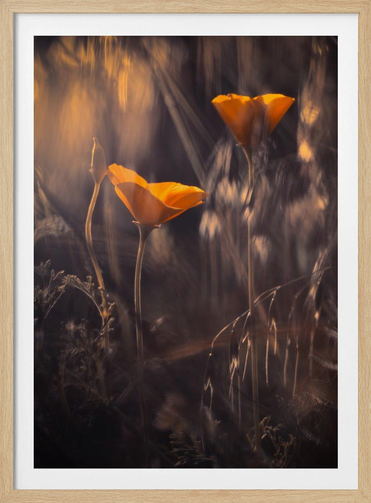Aus dem verzauberten geheimen Garten | Poster