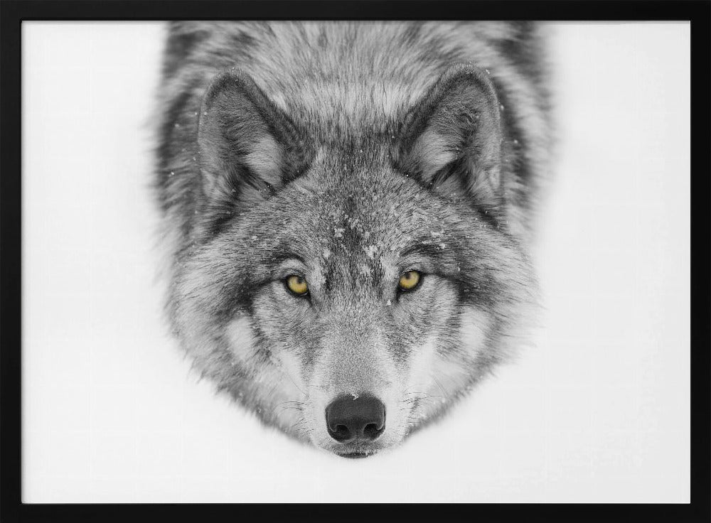 Gelbe Augen - Timberwolf | Poster
