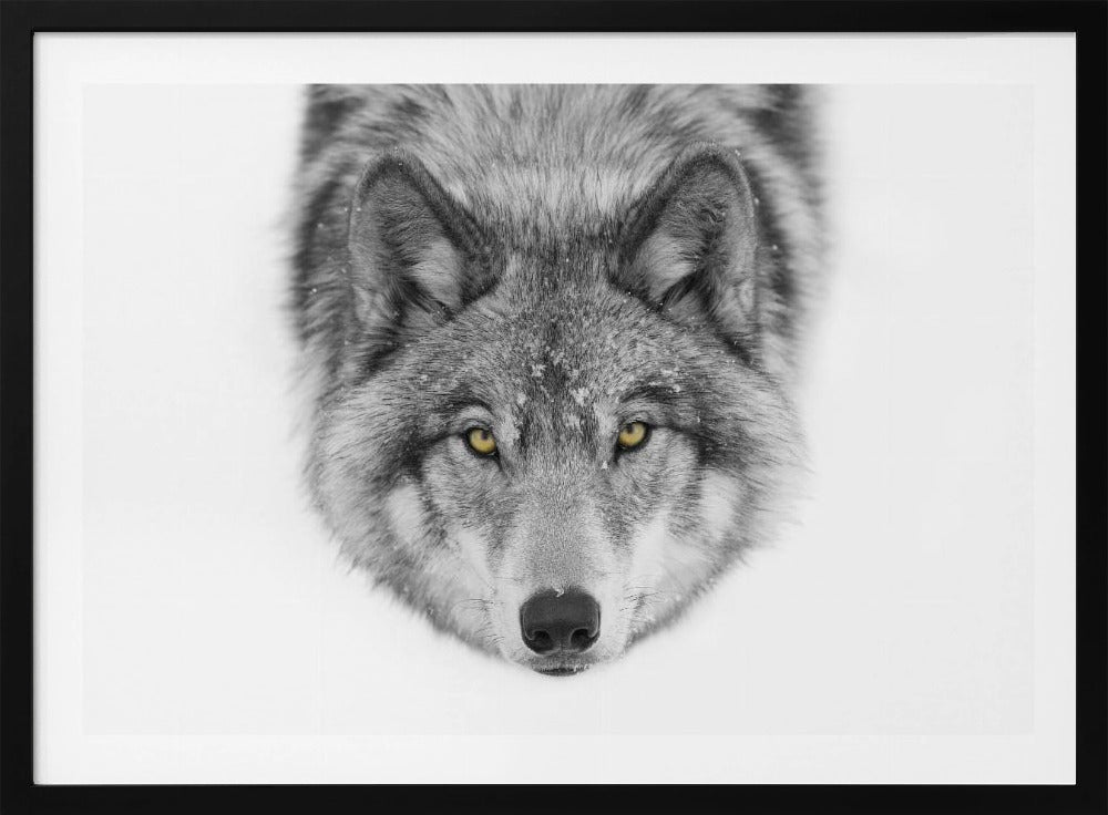 Gelbe Augen - Timberwolf | Poster