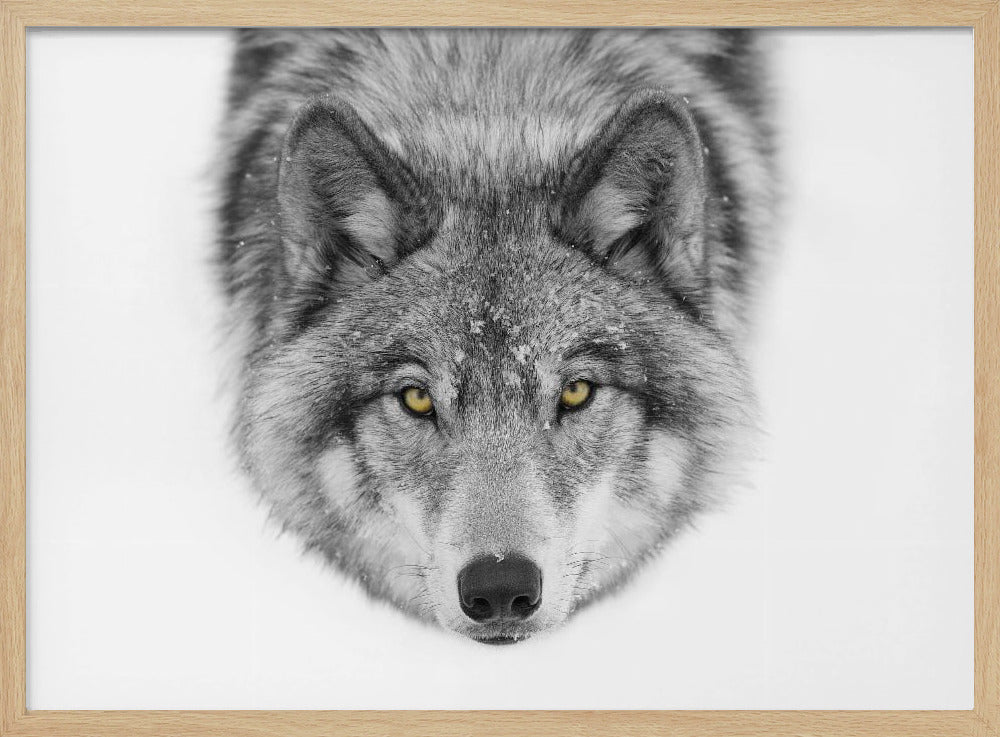 Gelbe Augen - Timberwolf | Poster