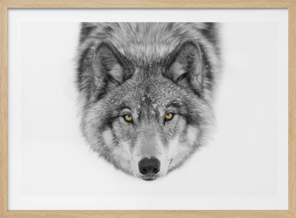Gelbe Augen - Timberwolf | Poster