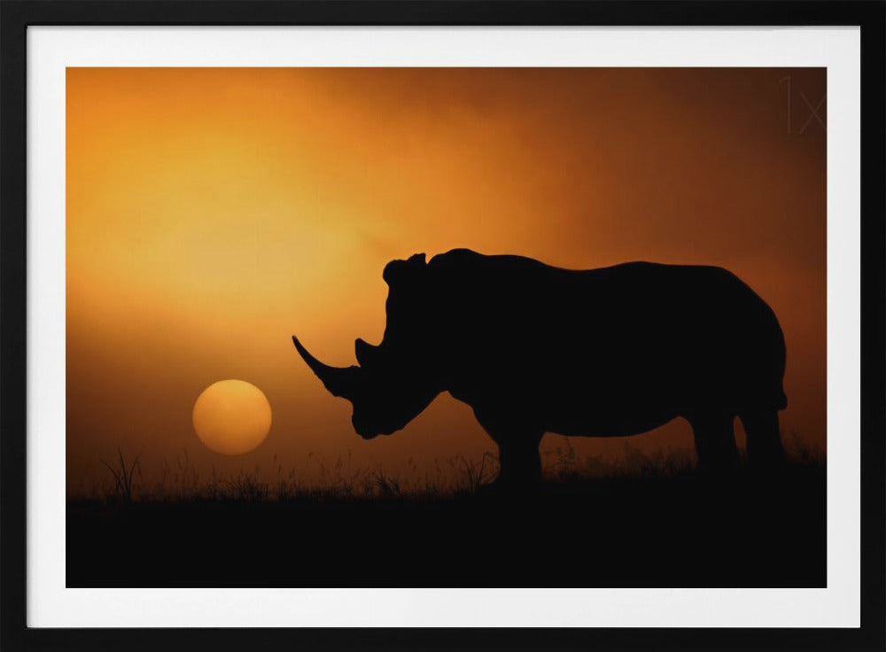 Nashorn Sonnenaufgang | Poster