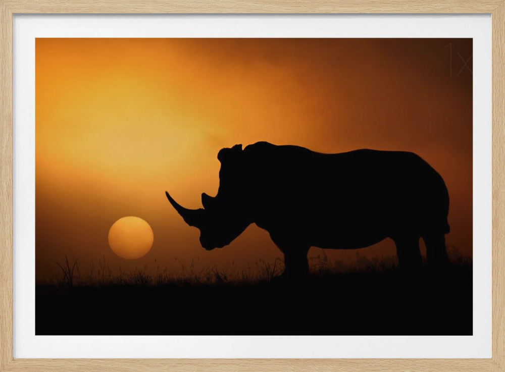 Nashorn Sonnenaufgang | Poster