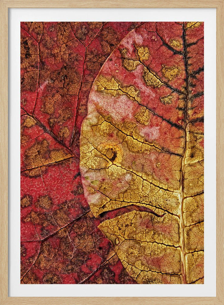 Dying Leaf | Poster