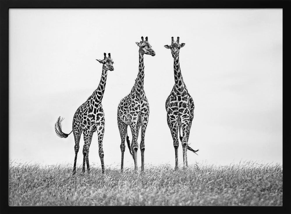 Giraffen in der Mara-Ebene | Poster