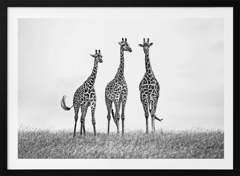 Giraffen in der Mara-Ebene | Poster