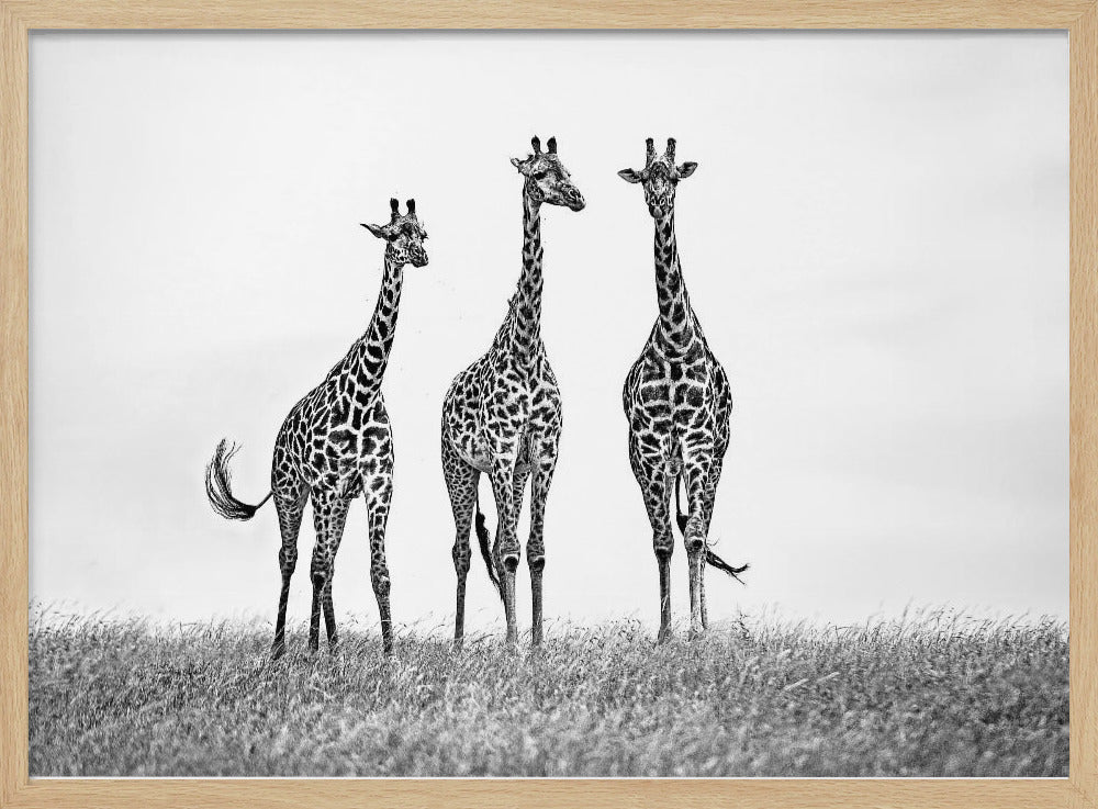 Giraffen in der Mara-Ebene | Poster