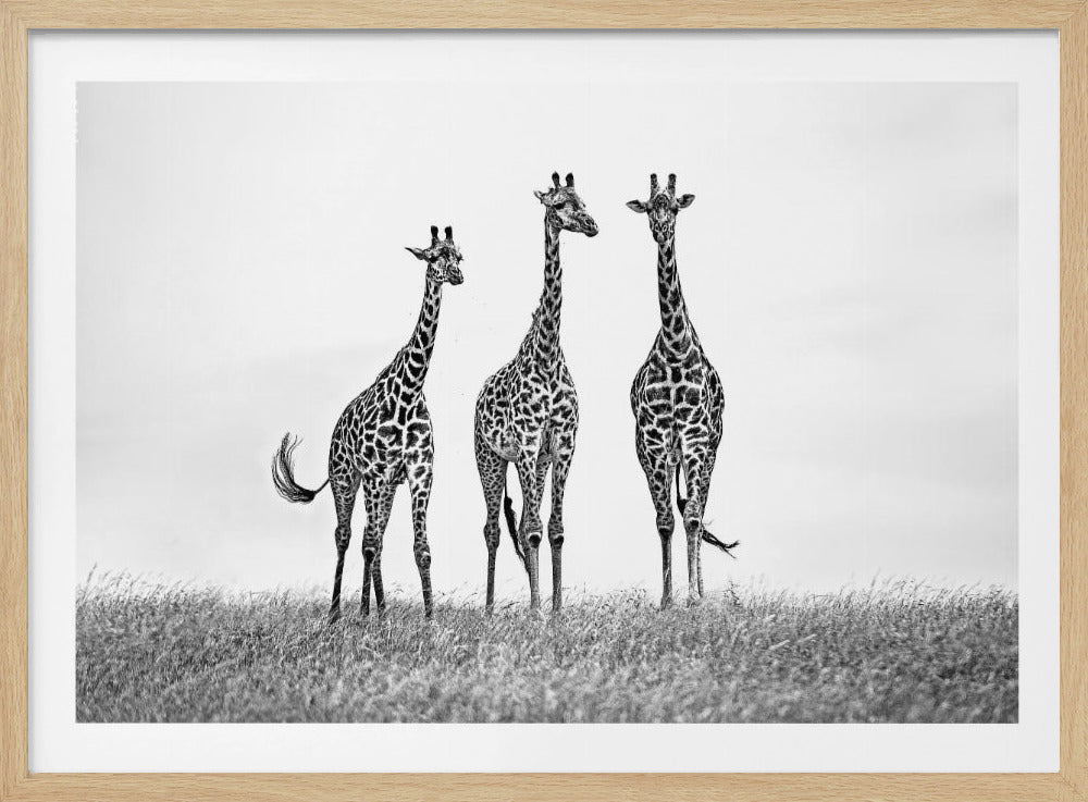 Giraffen in der Mara-Ebene | Poster