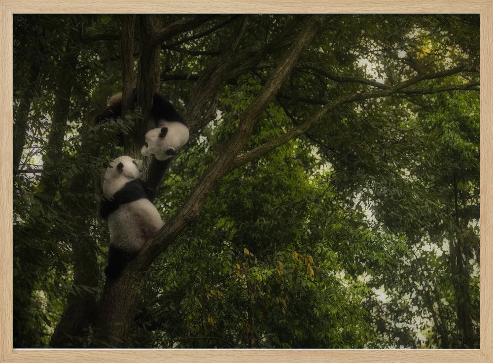 Panda | Poster