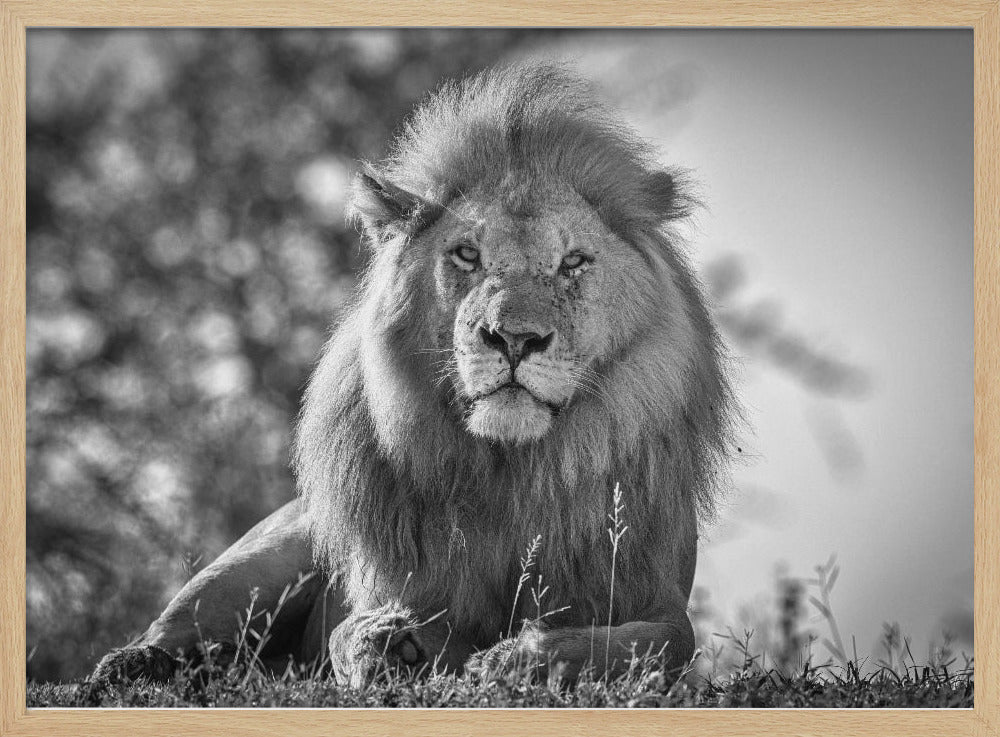 Monochromatischer König der Löwen | Poster