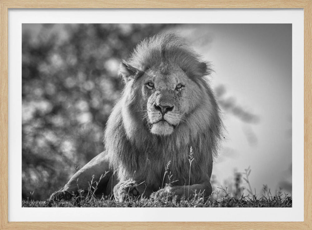 Monochromatischer König der Löwen | Poster