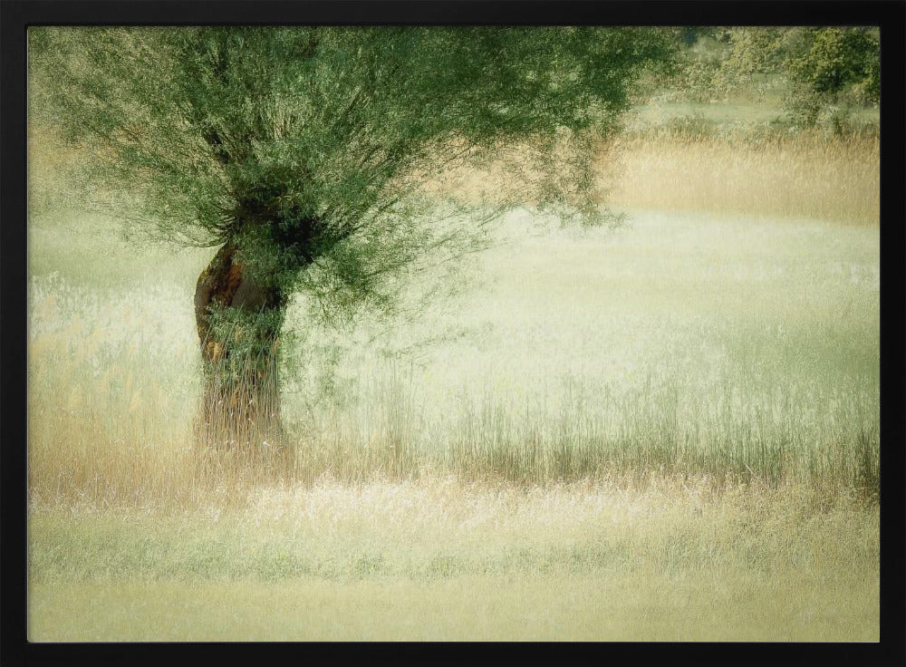 Willow | Poster