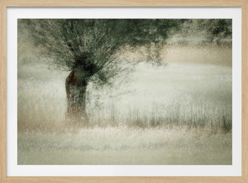 Willow | Poster
