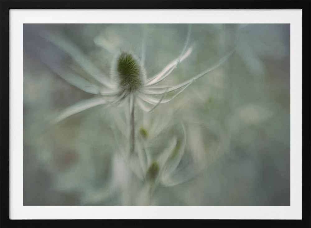 Teasel | Poster