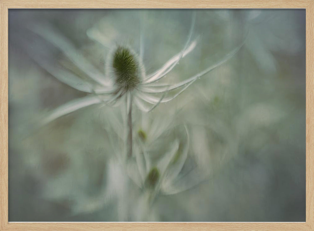 Teasel | Poster