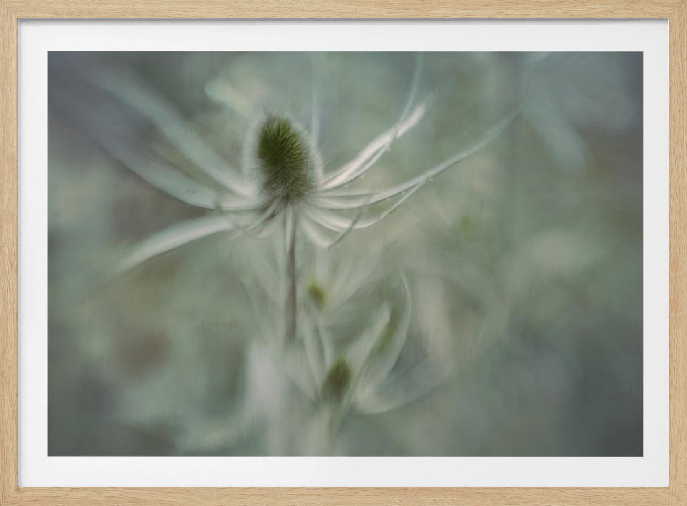 Teasel | Poster