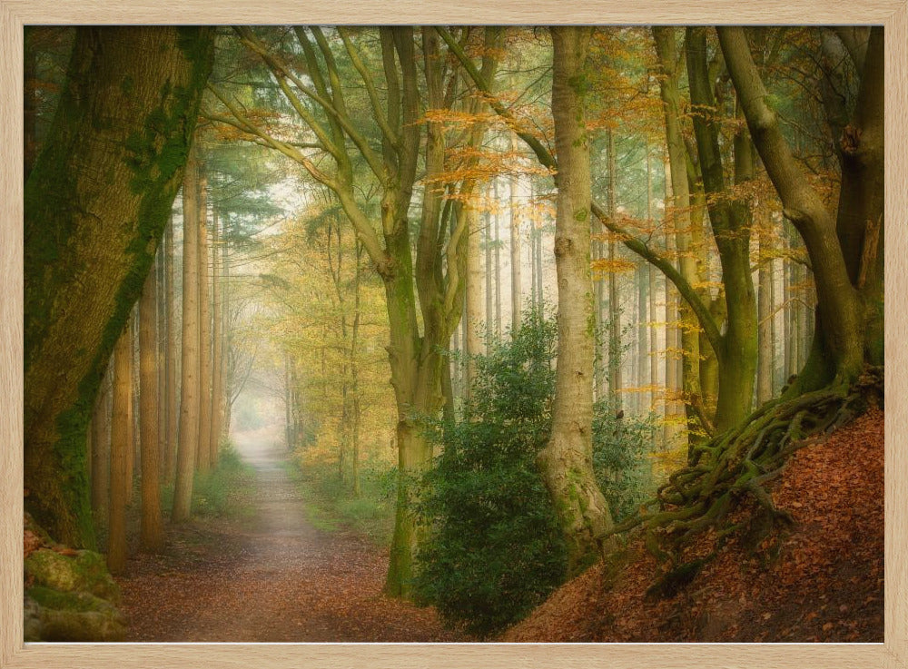 Nebel folgen | Poster