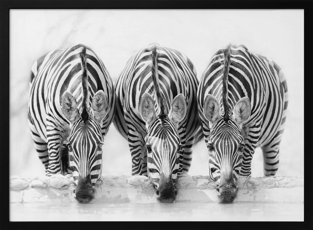 Zebras | Poster