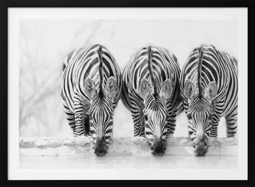 Zebras | Poster