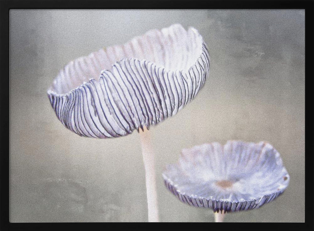 mushroom | Poster