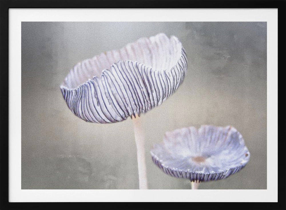 mushroom | Poster