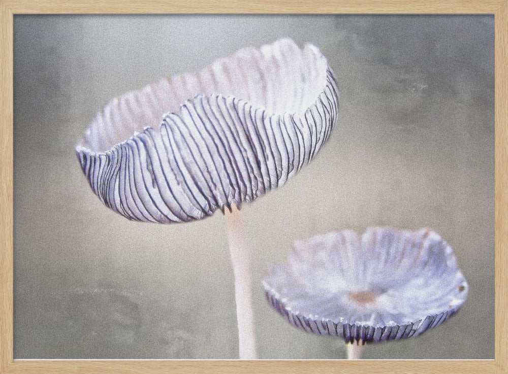 mushroom | Poster
