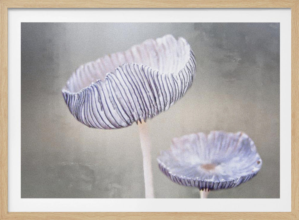 mushroom | Poster
