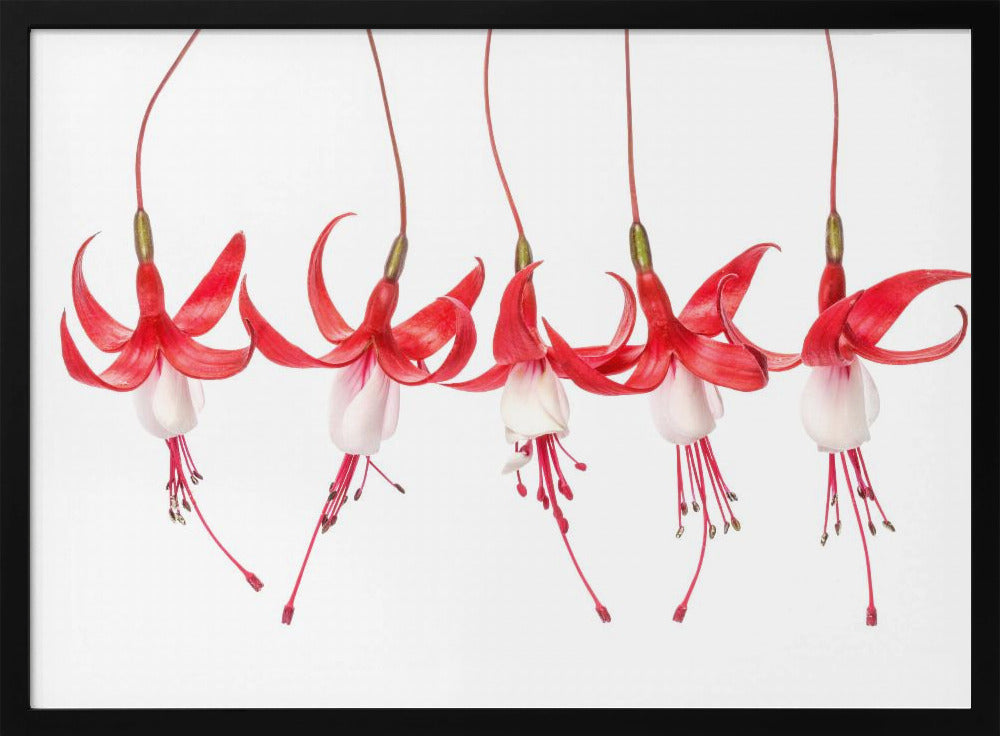 Fuchsie | Poster
