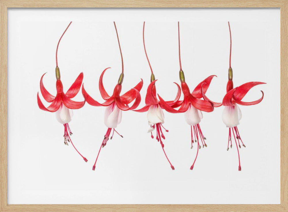 Fuchsie | Poster