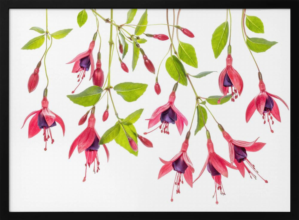 ~ Fuchsia ~ | Poster