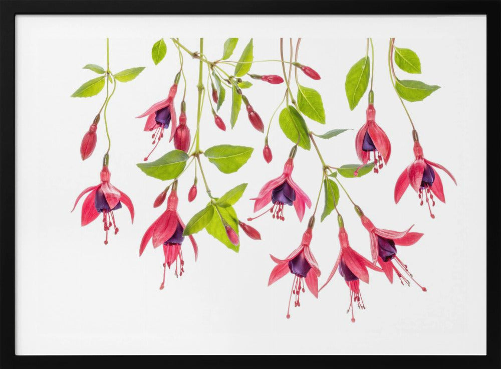 ~ Fuchsia ~ | Poster