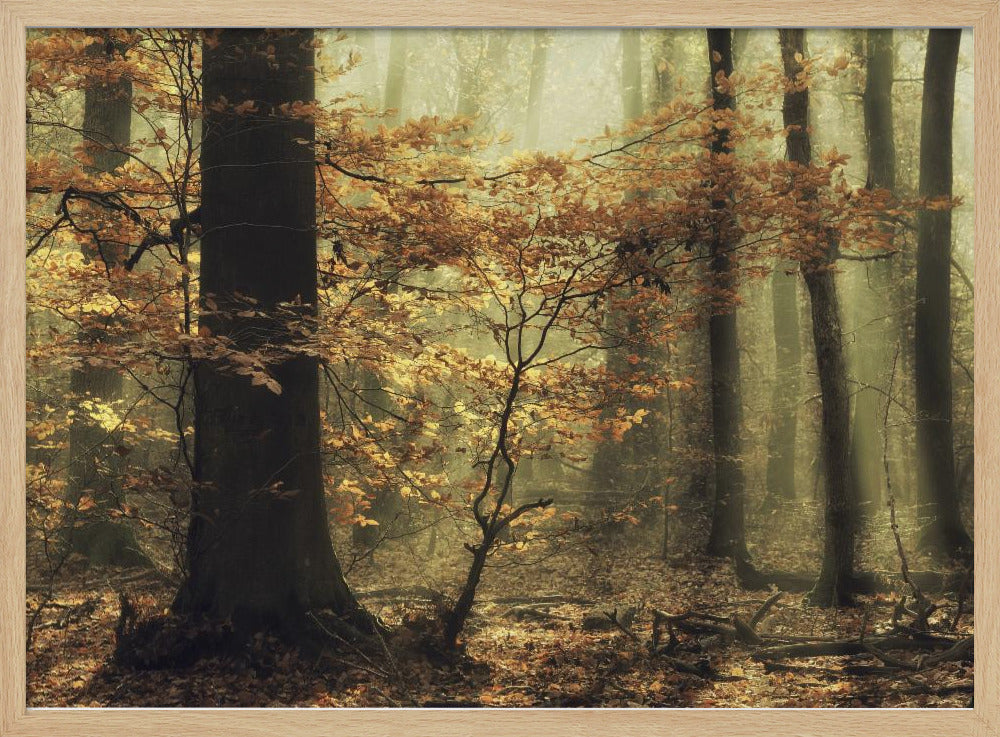 Sanfter Herbst | Poster