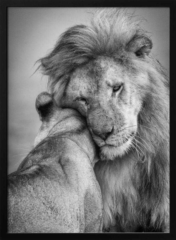 Afrikanische Liebe! | Poster