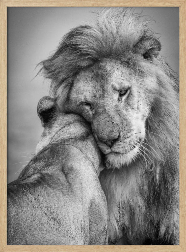 Afrikanische Liebe! | Poster