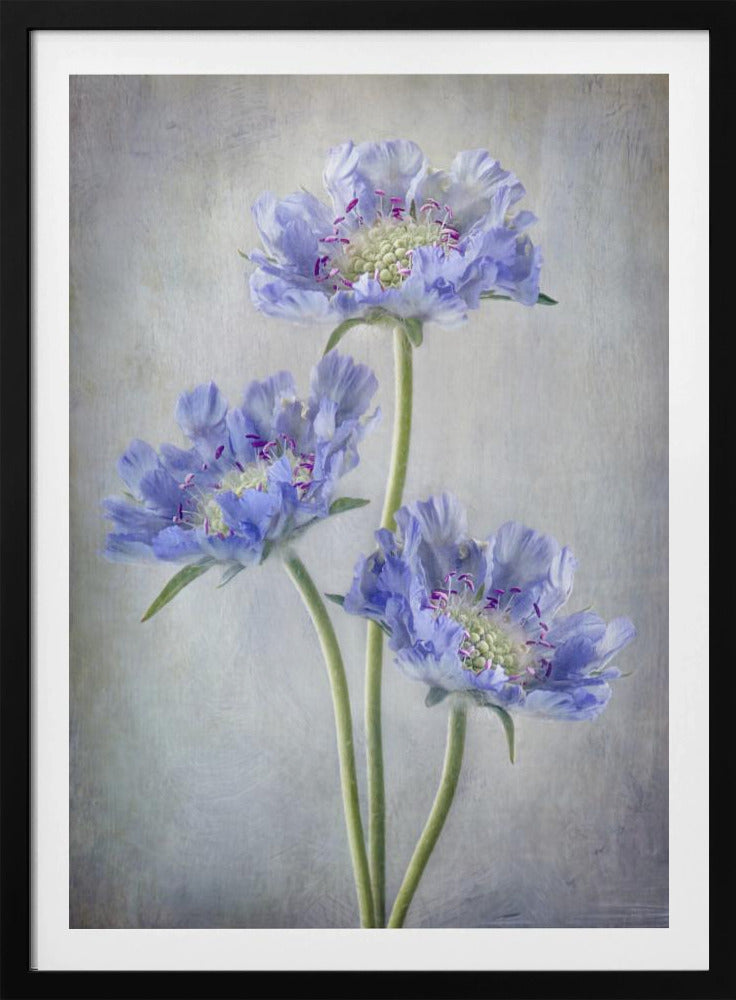 Scabiosa | Poster