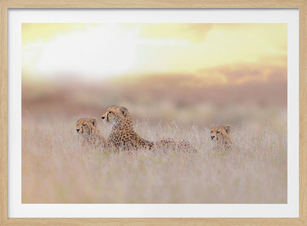 Gepardenfamilie | Poster