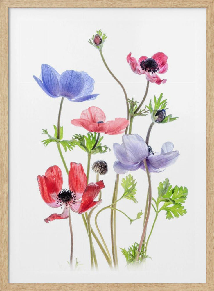 Anemone De Caen | Poster