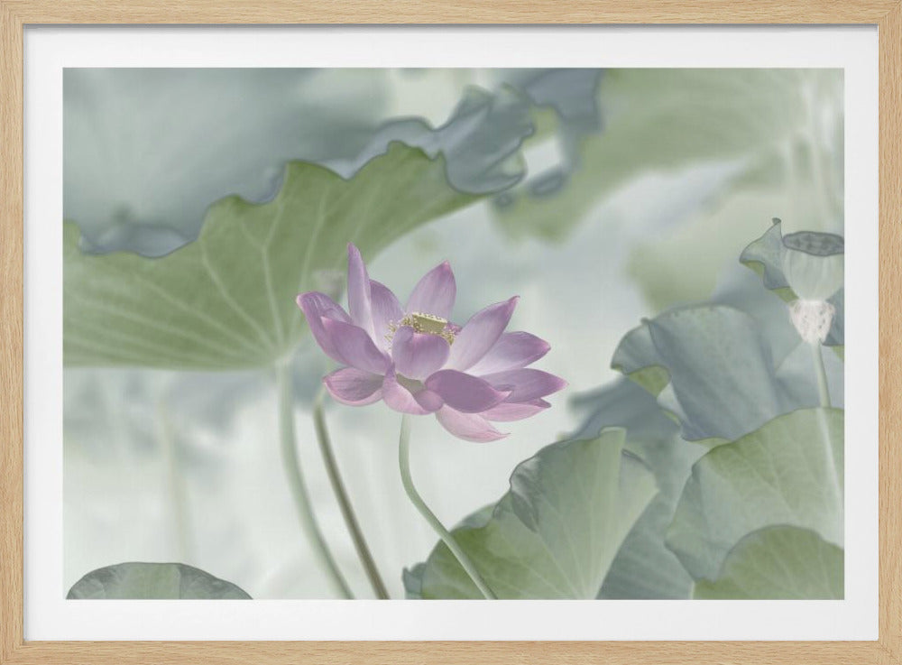 Lotus | Poster