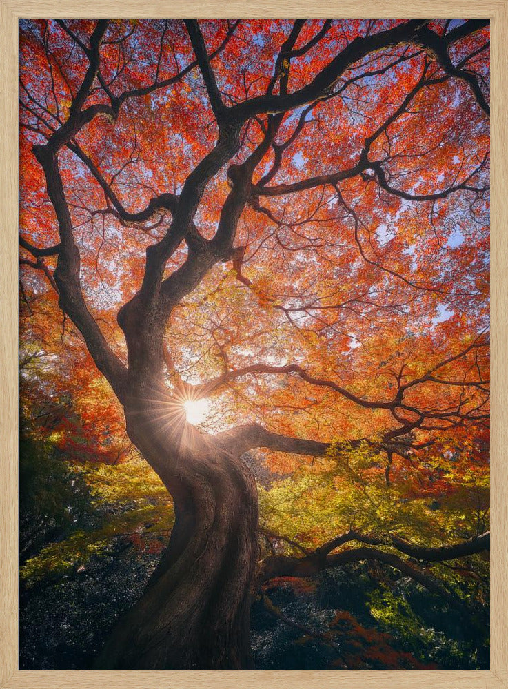 Der japanische Baum | Poster