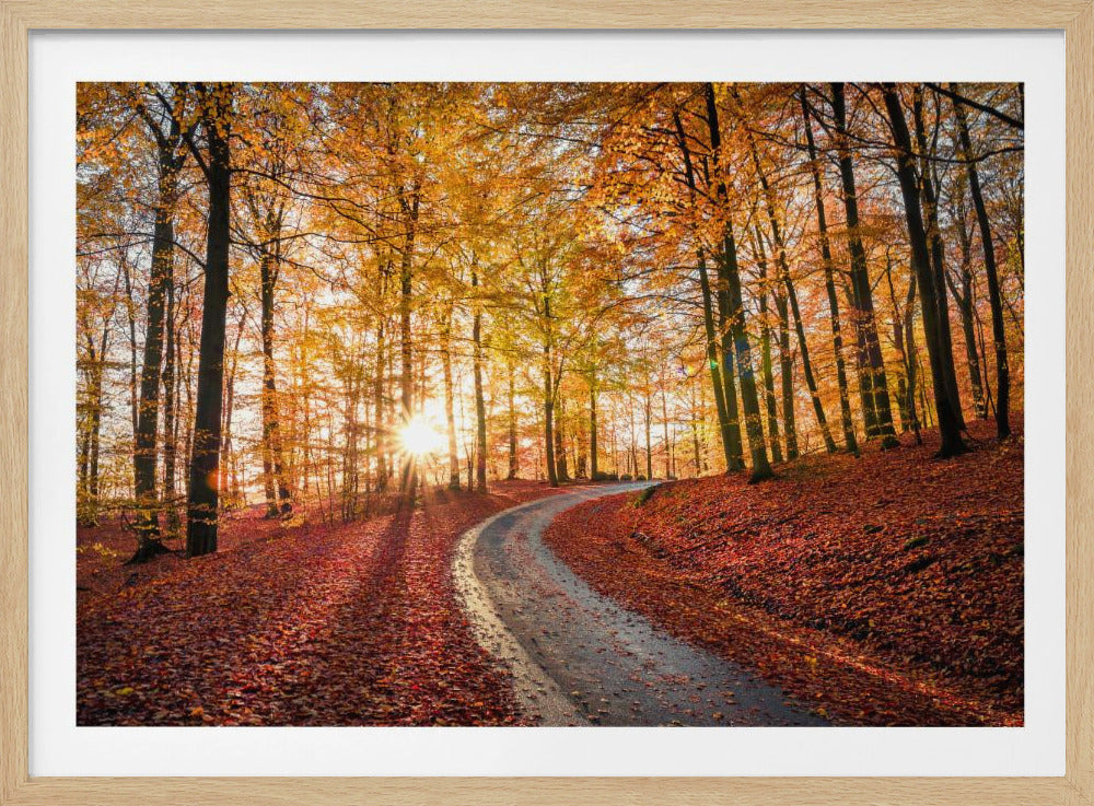 Straße im Nationalpark Söderåsen, Schweden | Poster