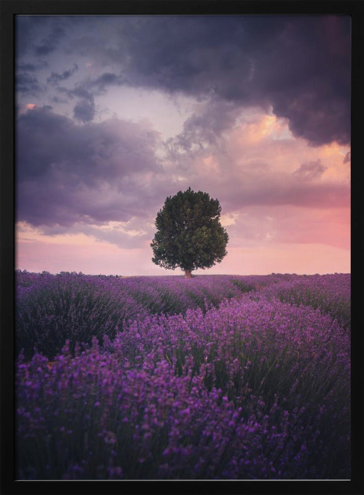 Lavendelfelder, Isparta | Poster