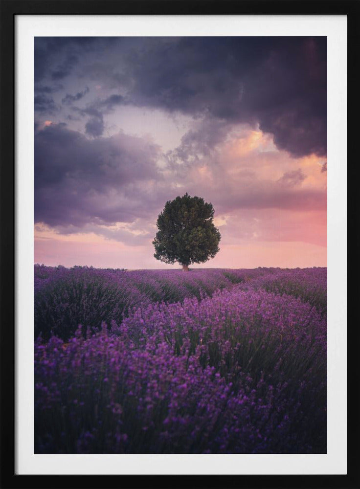Lavendelfelder, Isparta | Poster