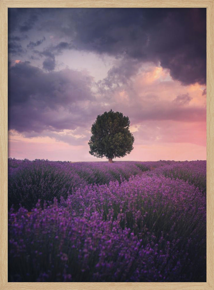 Lavendelfelder, Isparta | Poster