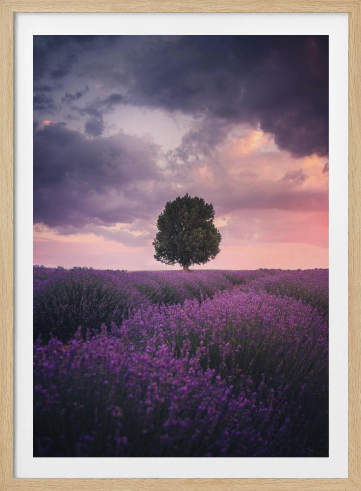 Lavendelfelder, Isparta | Poster