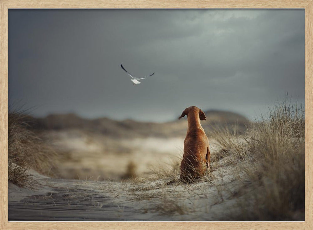 FREEDOM (II) | Poster